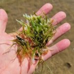 Caulerpa seaweed